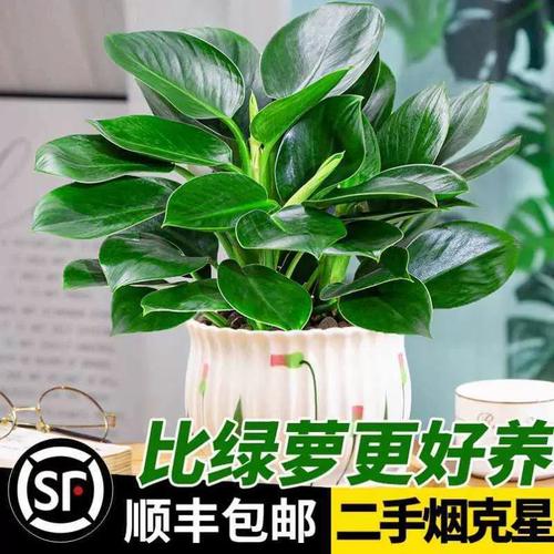 什么花卉或绿植有利于清除吸烟产生的有害气体?