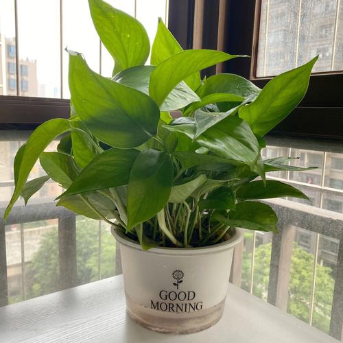 什么植物除甲醛效果比较好最快?