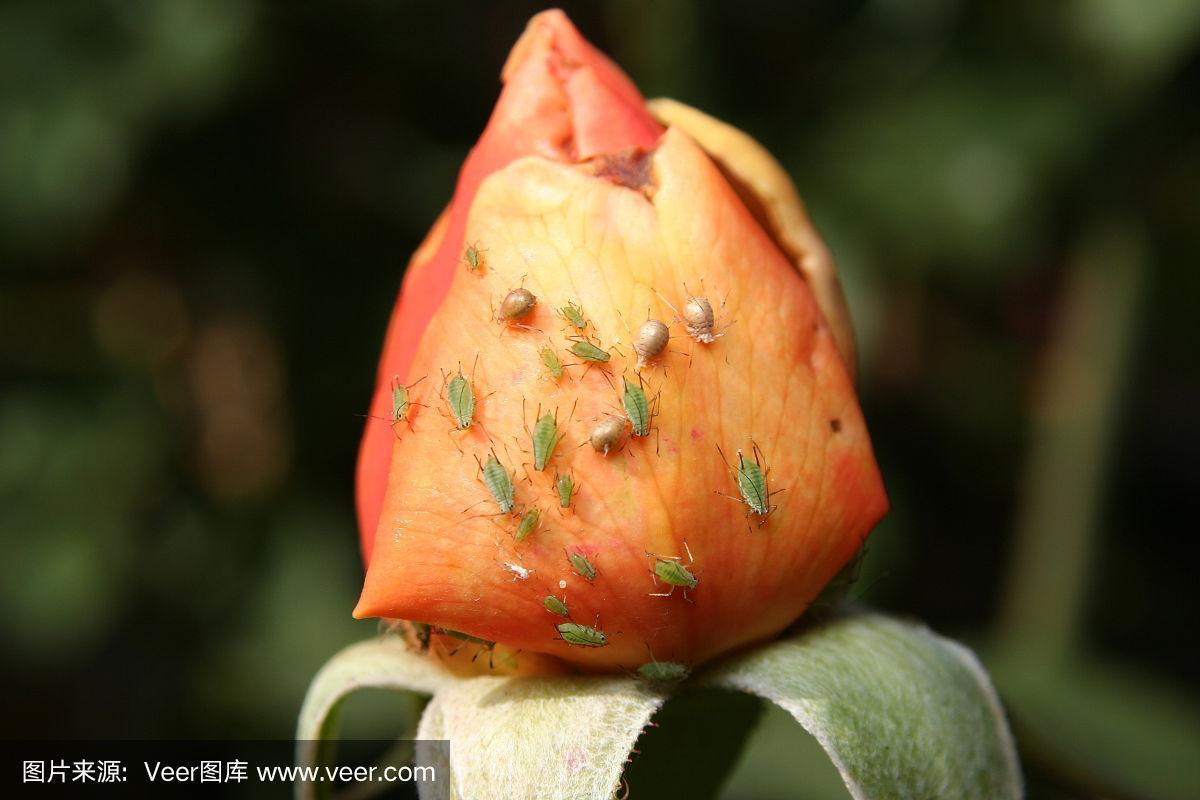 蒲包花中的蚜虫怎么办?