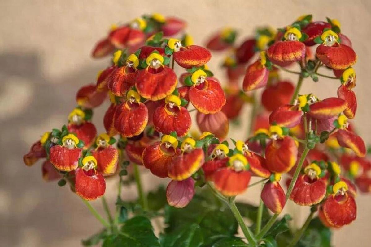 防治蒲包花的病虫害有哪些方法?