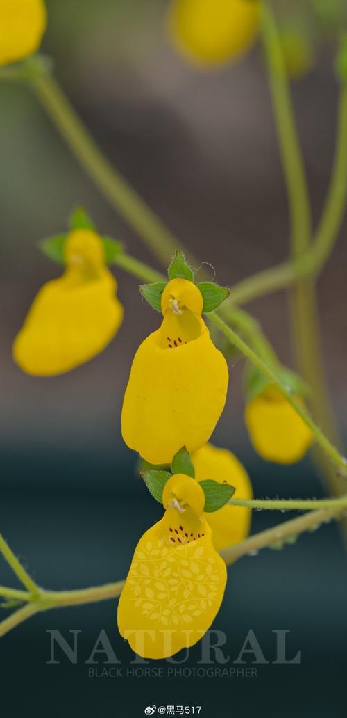 蒲包花的繁殖和病害房子方法有哪些?