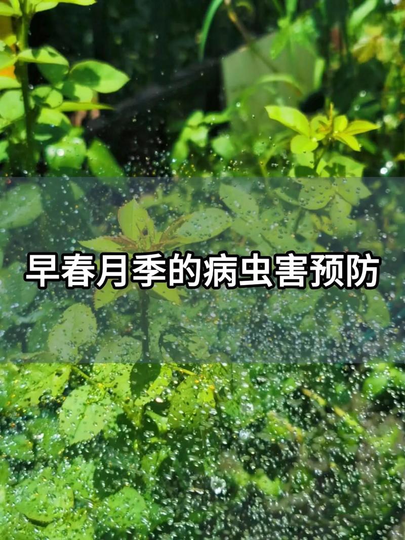 蚜虫、红蜘蛛、介壳虫,月季三大害虫的防治方法