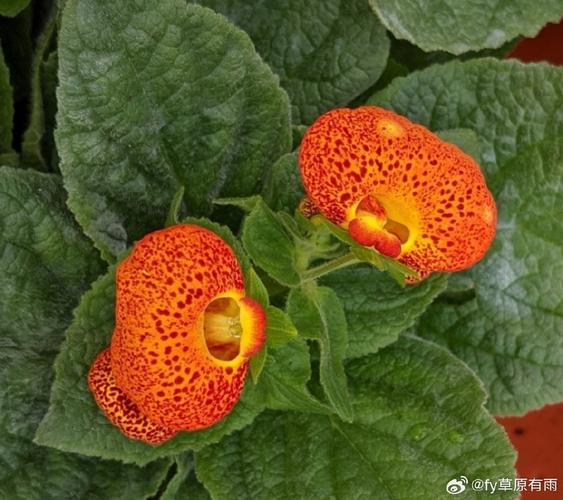 如何防治蒲包花的病虫害?