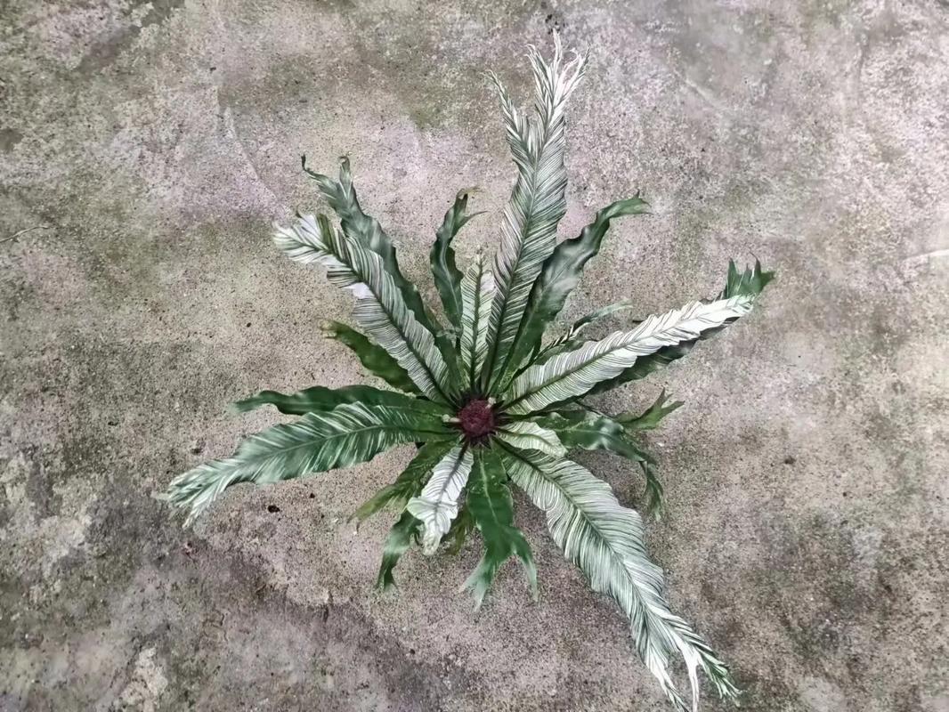 鸟巢蕨烂心怎么救(图)