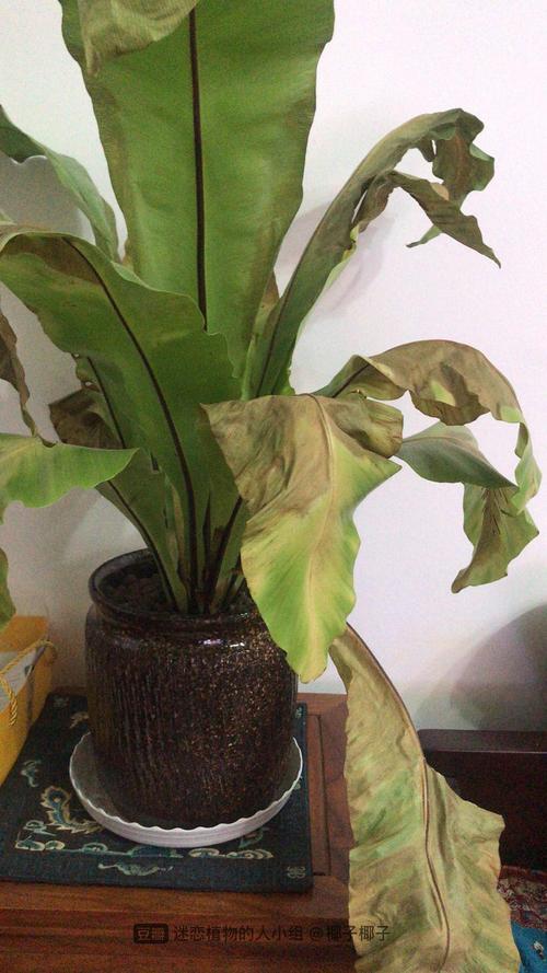 鸟巢蕨烂心了怎么办
