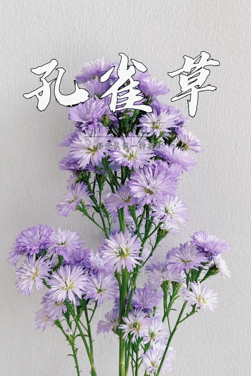 孔雀草繁殖管理