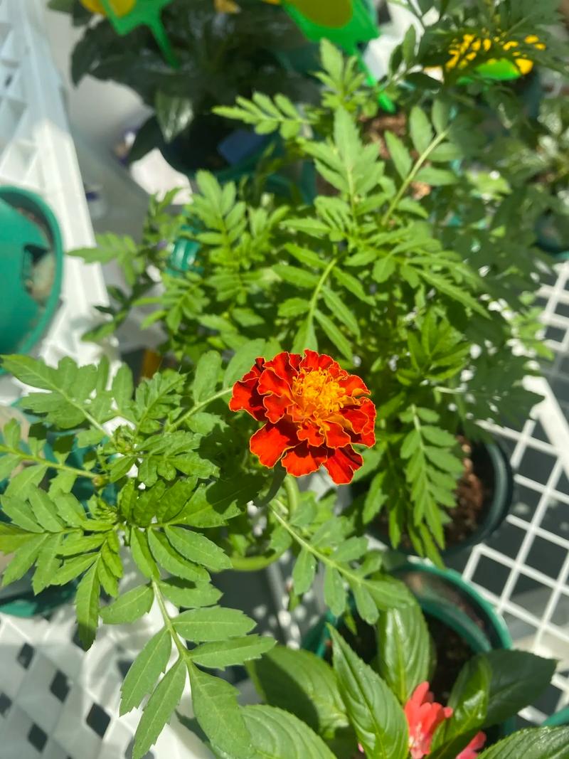 孔雀草怎么养