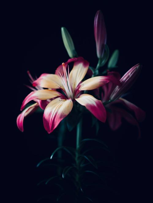 “绽放的百合花”英文是什么