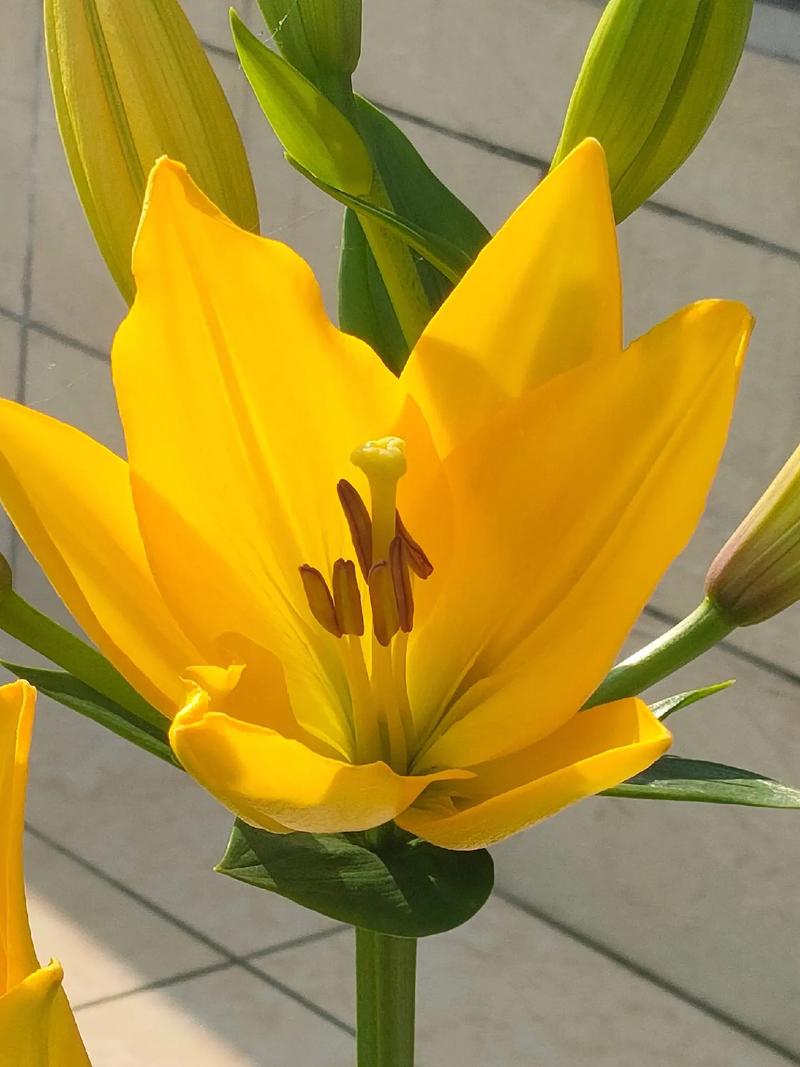 百合花刚开花是什么样子?