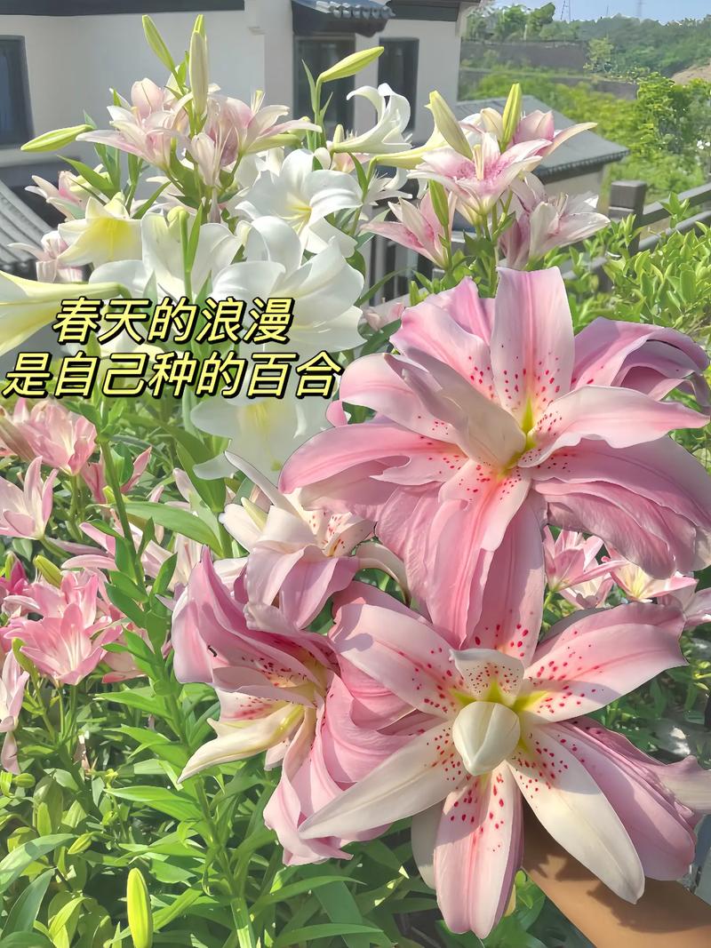百合花开描写百合花美丽的语段
