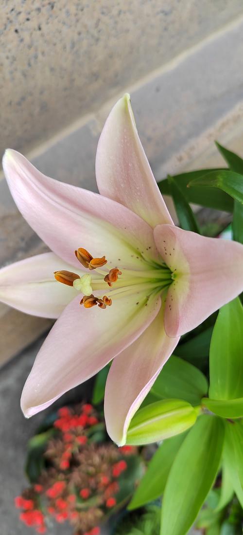 百合花开了什么样的呢?