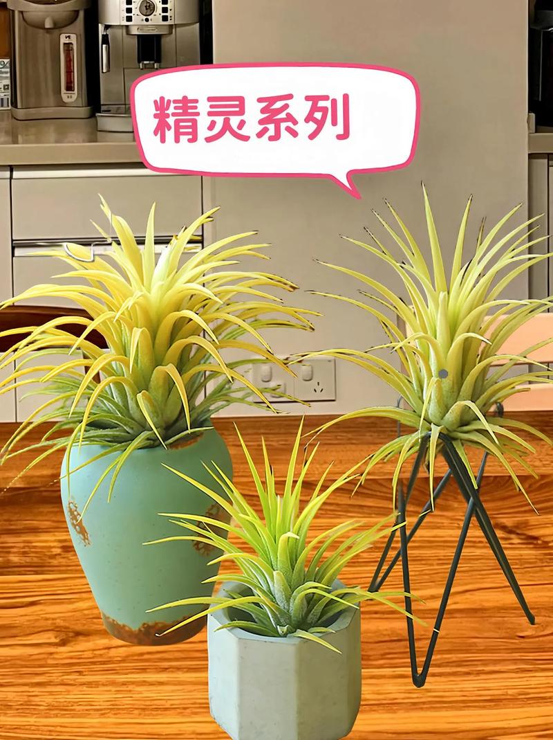 空气凤梨能放卧室吗空气凤梨能不能养在卧室