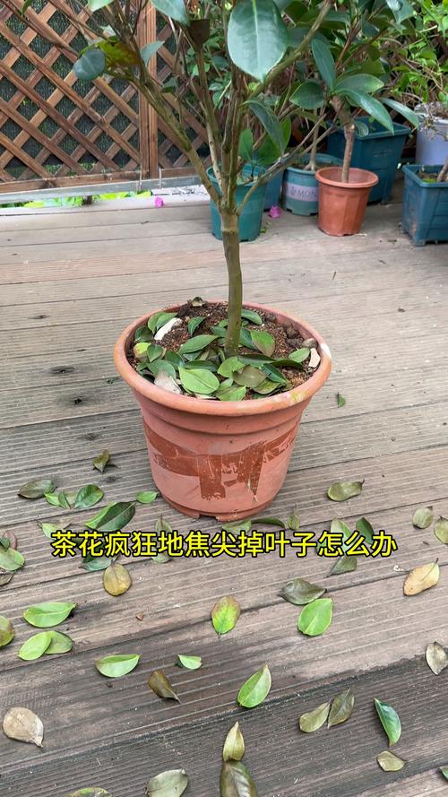 山茶花叶子卷曲怎么办