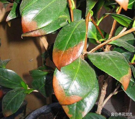 茶花树叶子背面发黄有点卷曲的原因