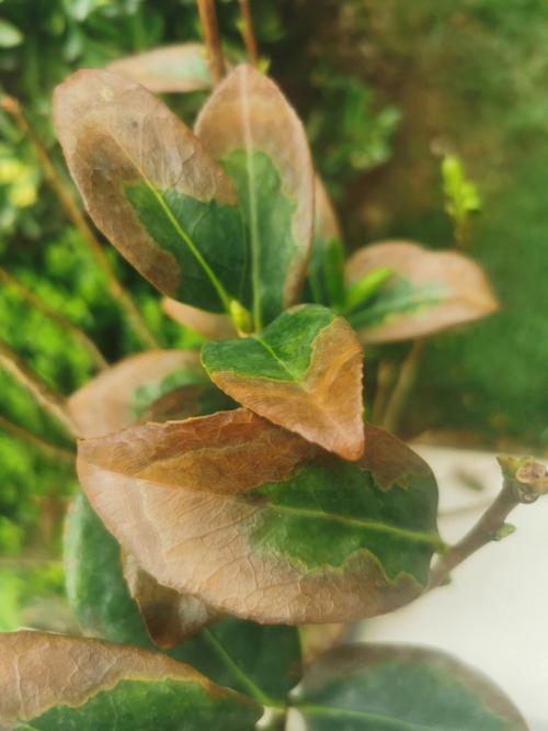 我刚种的茶花有15天左右,叶子发黄打卷。请问该怎么办?