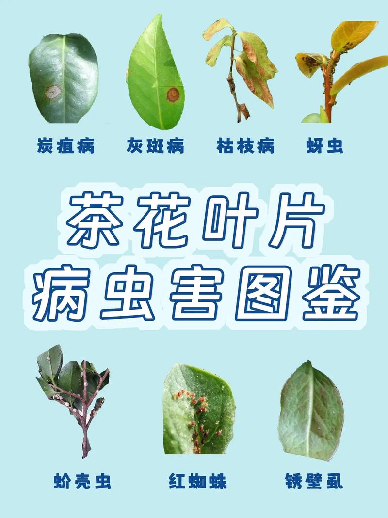 茶花叶子卷曲原因与处理方法