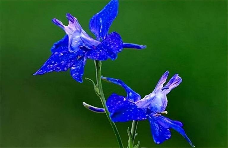 世界上有哪些有毒的花?