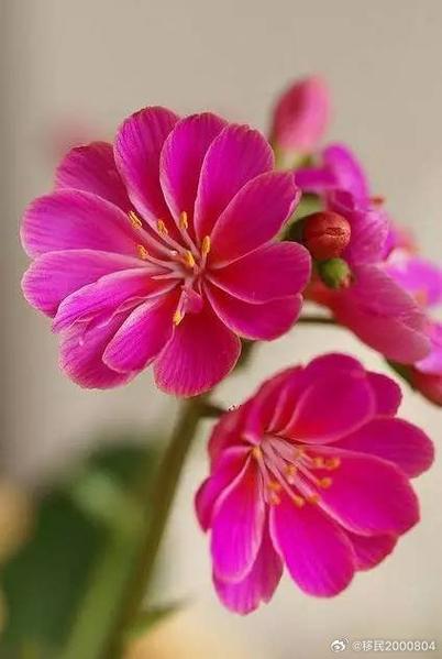 露薇花有毒吗