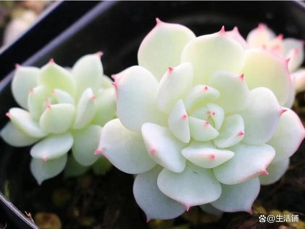 哪几种多肉开花漂亮,推荐8款开花超漂亮超仙的多肉植物