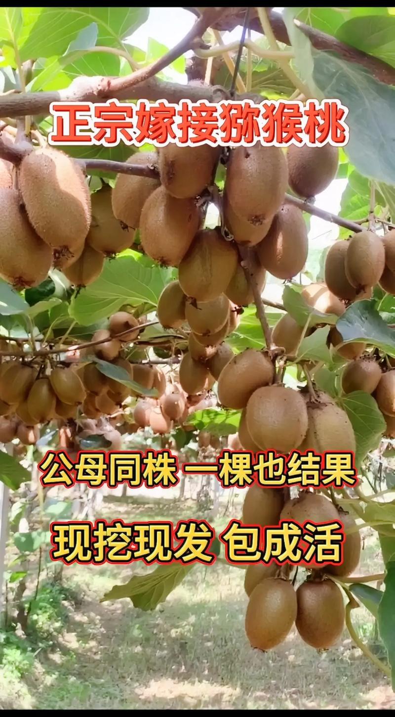 猕猴桃怎么种几年结果