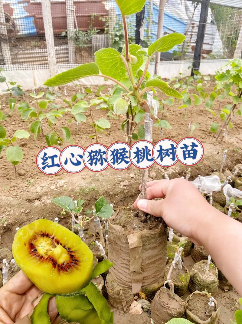 猕猴桃树如何种植?