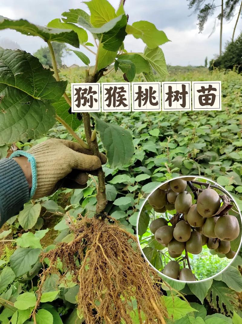 猕猴桃树怎么种植