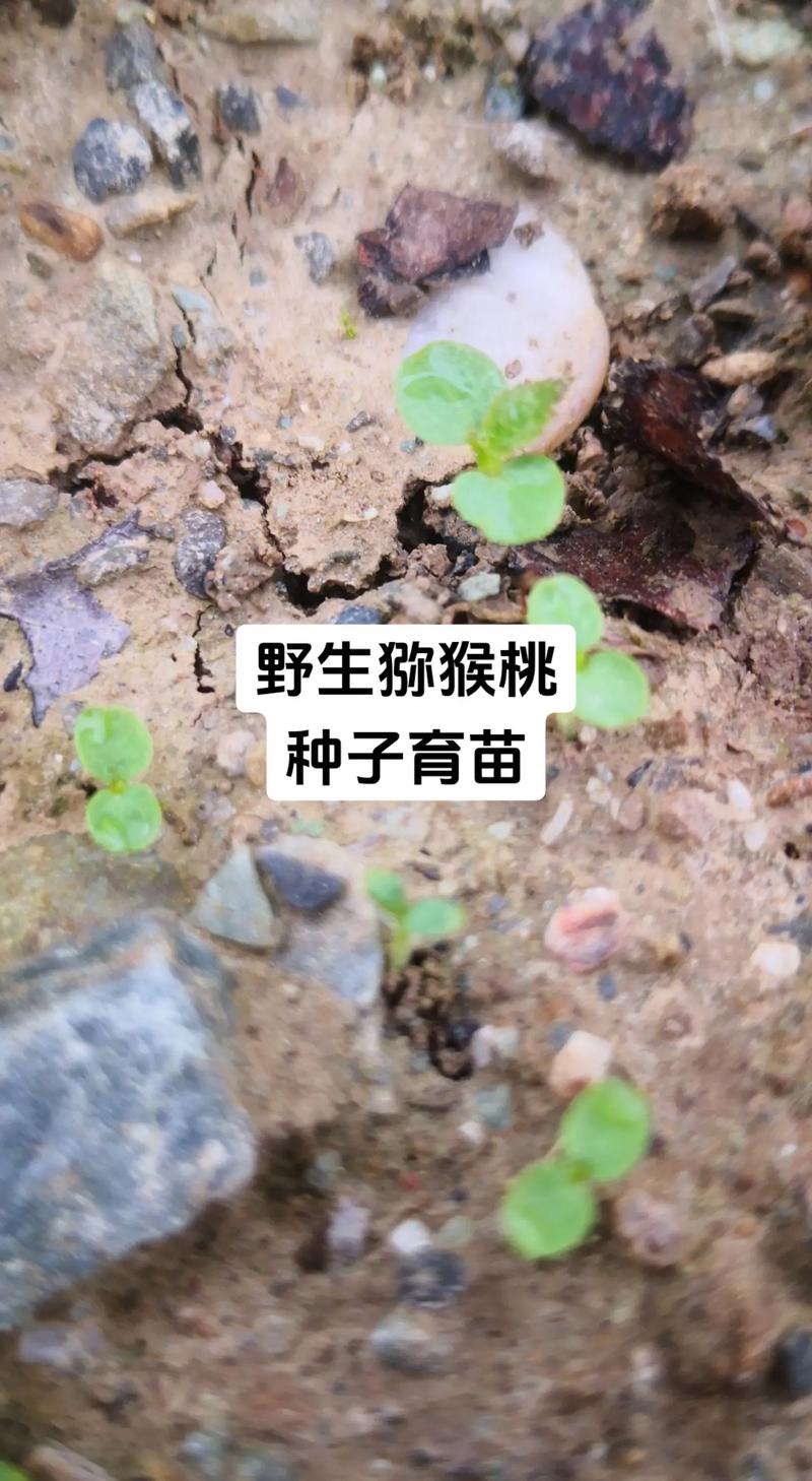 野生猕猴桃怎么种植