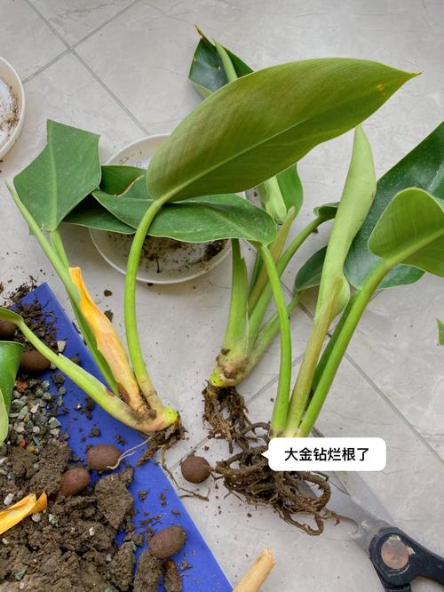 金钻烂根怎么办