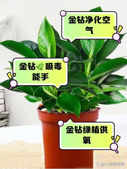 金钻植物烂根怎么办??