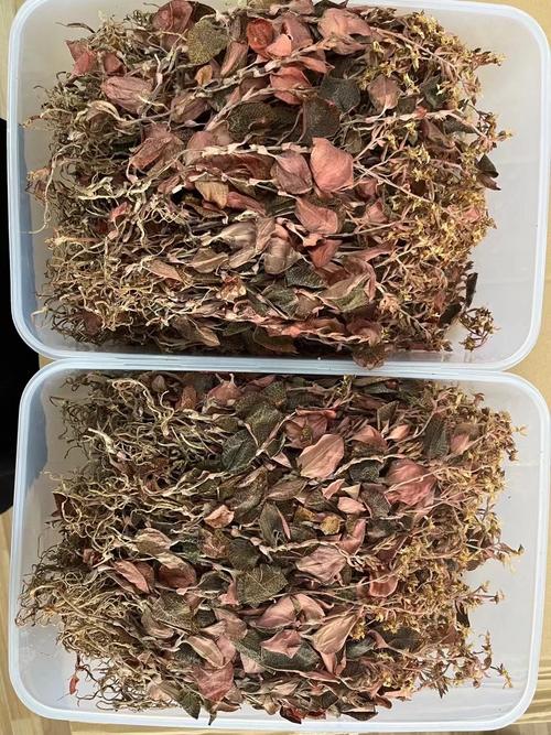 关键词金线莲病虫害防治