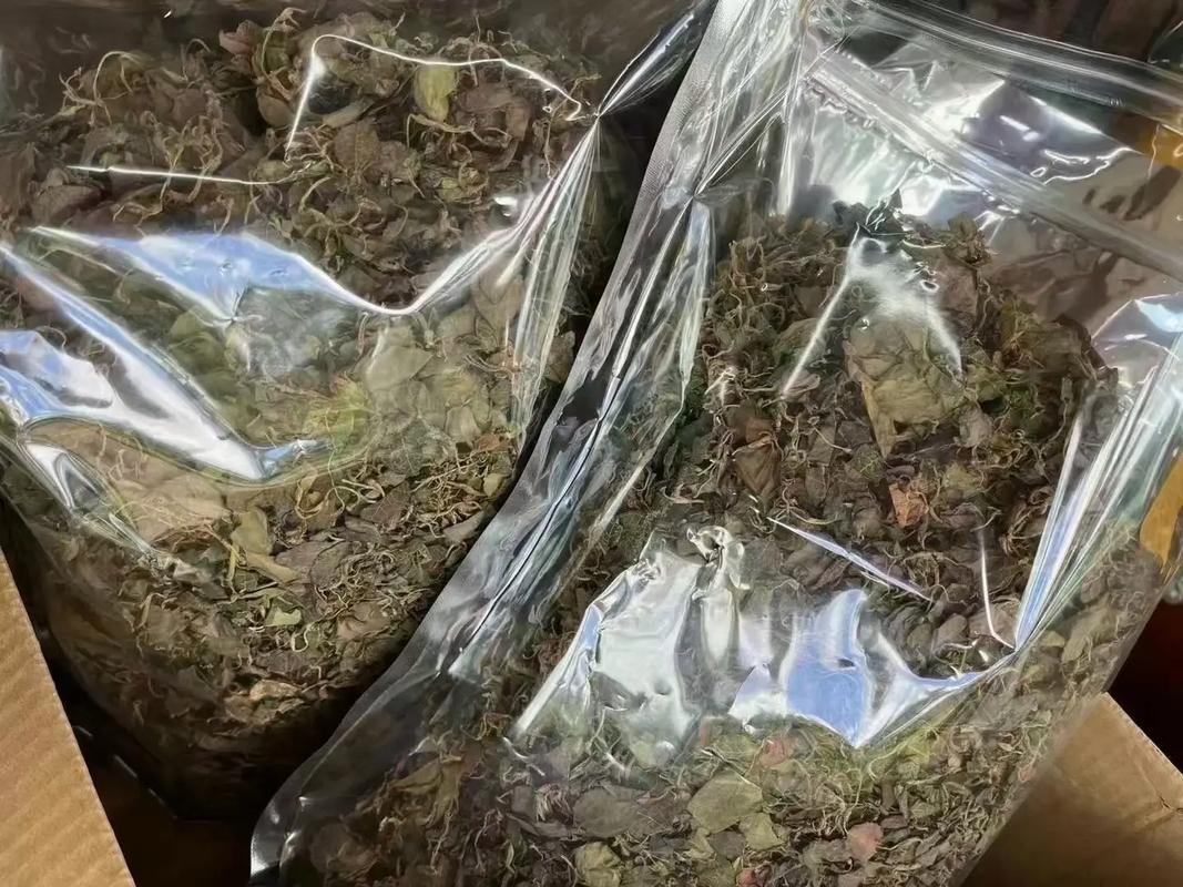 金线莲的功效与作用及养殖注意事项