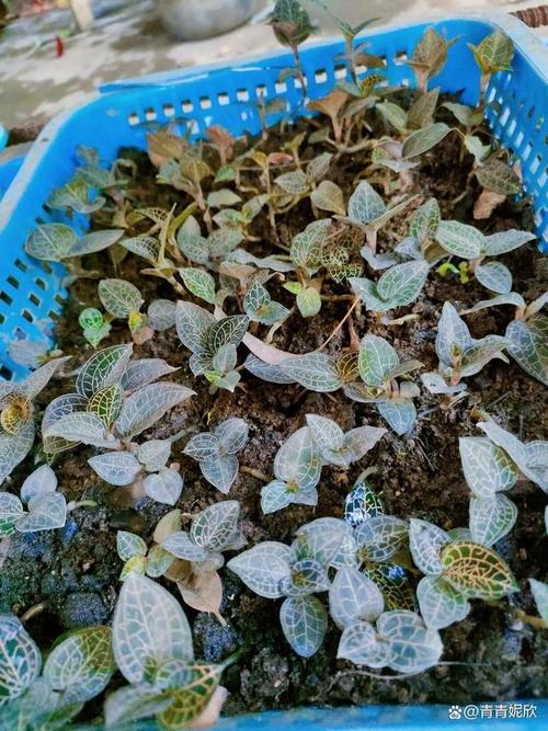金线莲常见的病虫害有哪些