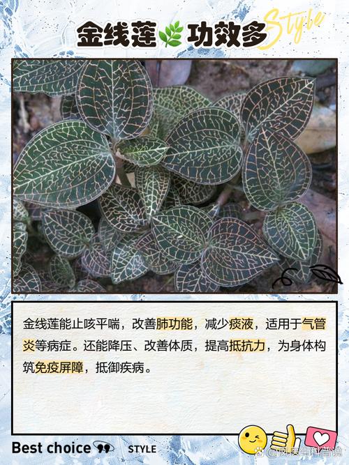 金线莲种植,如何防治病虫害?
