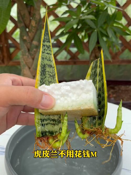 虎皮兰移栽浇水的正确方法