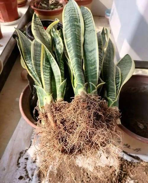 虎皮兰浇水的正确方法