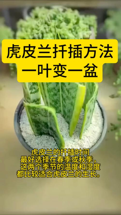 虎皮兰最正确的浇水方法