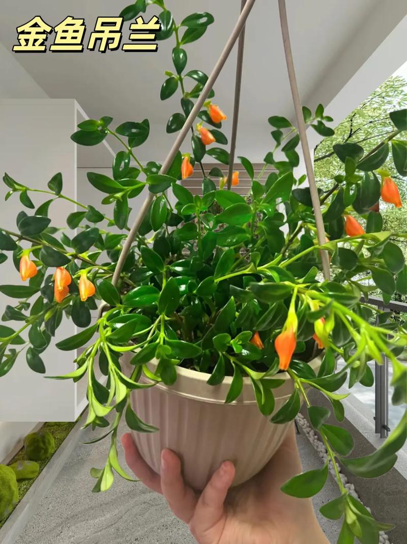 金鱼吊兰花骨朵没开就掉了怎么办