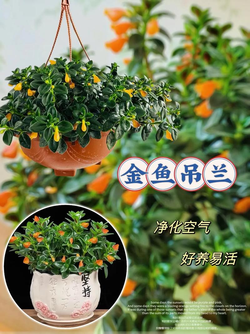 金鱼吊兰为什么掉花苞