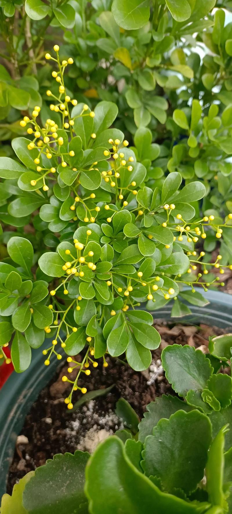 米兰花的寓意吉利吗米兰花的寓意吉不吉利吗