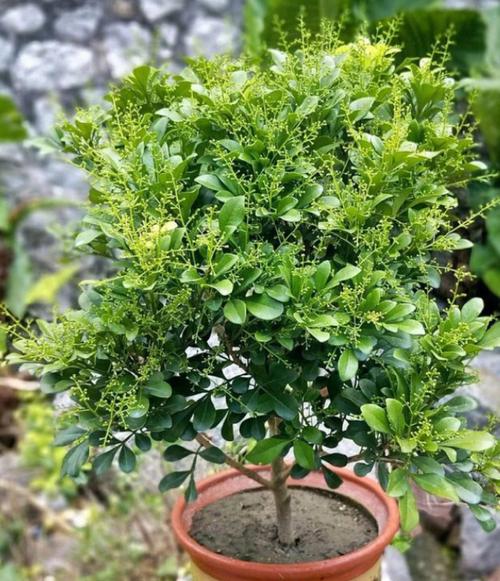 家里养米兰风水好吗
