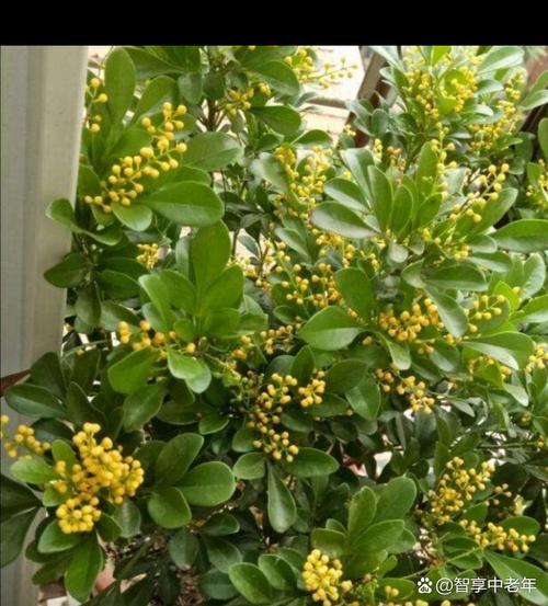 米兰花的寓意和象征风水