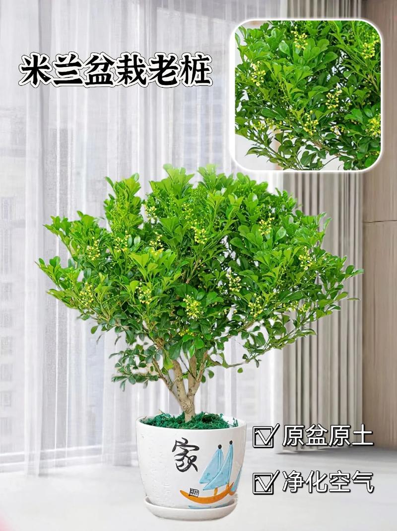 家里养米兰花风水好吗