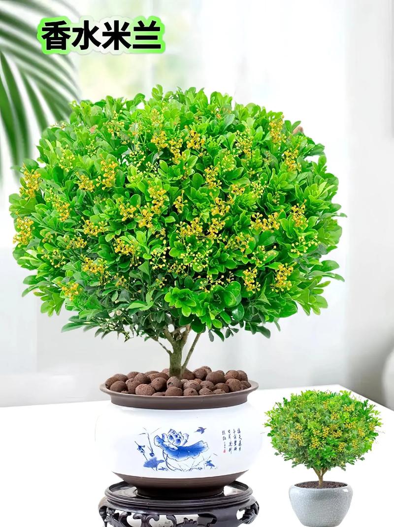 米兰花的风水作用,去除邪气招福生财