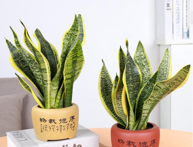 澳洲杉烂根怎么办,挖株剪根换盆消毒