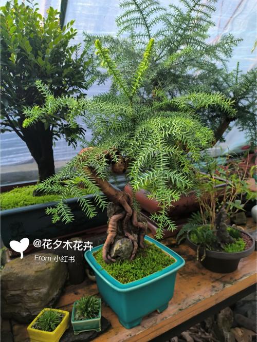 养殖澳洲杉出现了烂根应该怎么处理