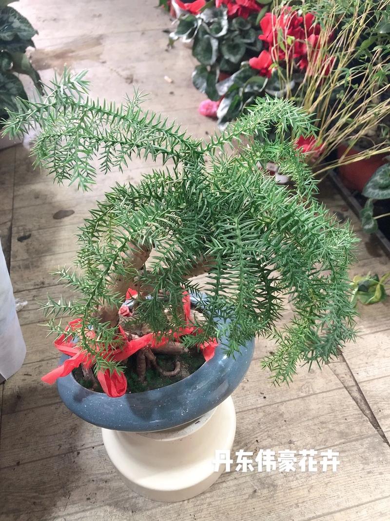澳洲杉烂根是什么样子