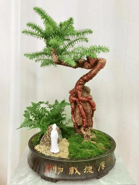 澳洲杉烂根怎么办