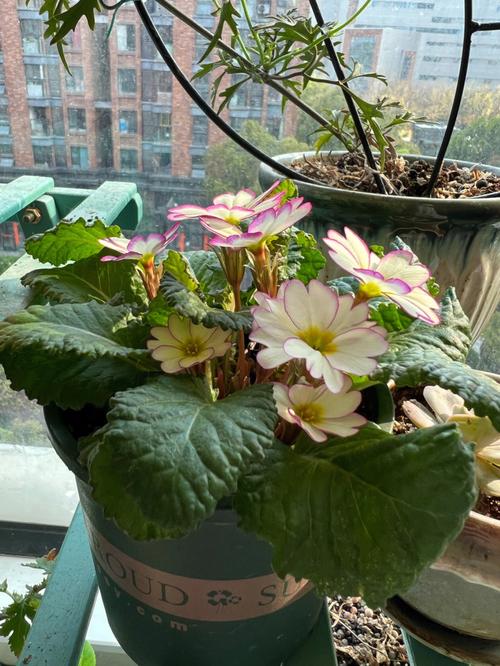 报春花的四季管理春季修剪夏季通风养护