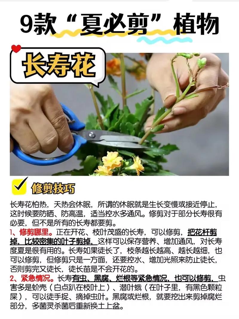 报春花怎么修剪?