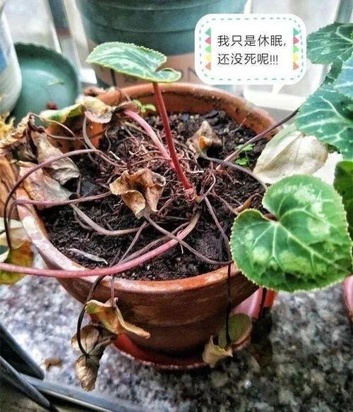 报春花枯萎怎么办?